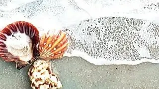 Lacy Beach Waves! Real Sand and Shells! 16