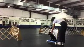 Nathan does a Triple: Dixie Cup Game - Retrieving and Obedience Dog Training Exercise
