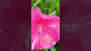 nerium(pink_double_petal_flower)#shorts #short #ytshorts #youtubeshorts #youtubevideo #viralshorts