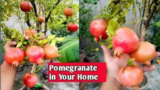 How to Grow Pomegranate on Rof Top | 10 Gold Tips for Pomegranate Plants | New Anar Variety in pot