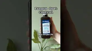 Bye fungus gnats! 🪰 Try this hydrogen peroxide soil hack for healthy, gnat-free plants! 🪴 #plants