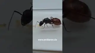 Camponotus us ca 02 | Antbaron | #ameisenhaltung #antkeeping