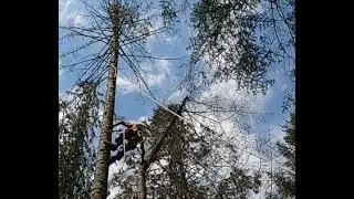 PRECARIOUS TREE REMOVAL, MODIFIED HUSKY 266 XP , SUPRISES ME