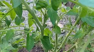 🌱 Yeast Fertilizer Works! Tomatoes & Peppers Setting Fruit 🍅🌶️