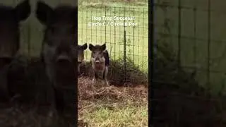 Hog Trap Success! #animals #animal #hunting #outdoors #wildlife #wildanimals #trapping #texas #usa