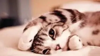 cute and cadly