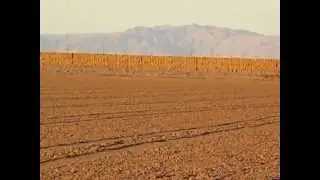 Mountain Plover aka Prairie Ghosts