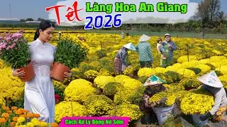 Làng hoa an giang tết 2026 hoa nở sớm lộ cách xử lý hoa nở đúng bán tết 