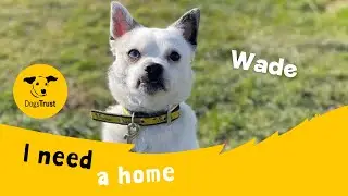 Wade the wonderful Pug cross | Dogs Trust Shoreham