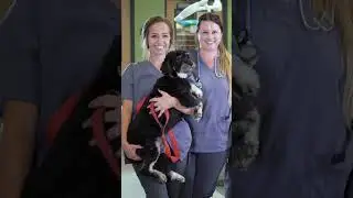 The life of a service&nbsp;dog #pettalk #servicedogjourney #servicedoglife #doglover #dog