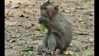 orphan  Baby Dustin Lonely Sit For Eat   Young Cucumber is Delicious