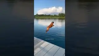 Funny dog 🤣🤣 #cute #funny #reels #videos
