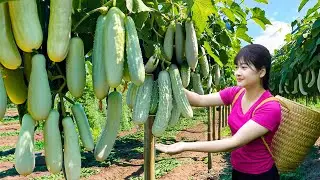 Amazing! Harvesting sweet giant tropical snow white cucumber - How to grow & cook traditional recipe