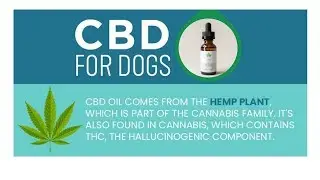 CBD dog aggression. Hemp oil for dogs