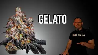 GELATO: La Variedad de Marihuana que sabe a &ldquo;Helado&rdquo;