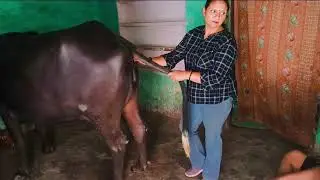 बीमार भैंस का बुखार चेक करते हुए #rajeshsnehavlogs #vet #buffalo #fever #video #virak #viralvifeo#fy