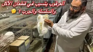 العرقوب يتسبب في قطع الأكل  والسلسلة والجرب ؟؟ | مع أرانب البركة