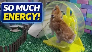 You Won&rsquo;t Believe How Long This Hamster Keeps Running!