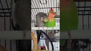 Cockatiel cross Love bird 🤣 🦜 #birds #shortsfeed #breeding #birdslover #funny