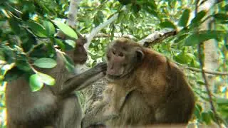 Real Jungle Life Nature of Wild Monkeys #forest #monkey #animals #monkey #4k #4kvideo #mountain #4k