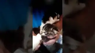 Funny cat
