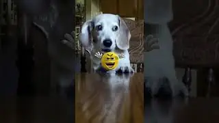 Funniest Dog Barking Compilation - You'll Laugh Out Loud#dog #shorts