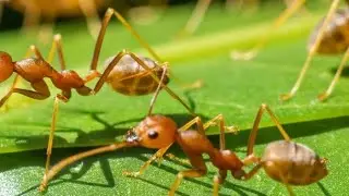 Here's Why Weaver Ants Are Called 