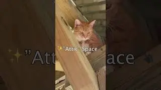 Catio Enrichment Ideas 💡🐾😸  #catio #cat