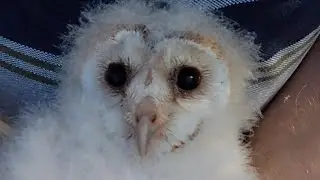 Barn Owls.  Late Summer Conservation Monitoring . #wildlife#birds#nature#countryside#birdsofprey