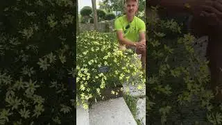 Coreopsis Verticillata 'Moonbeam' &ndash; M&auml;dchenauge