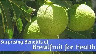 10 Surprising Benefits of Breadfruit for Health