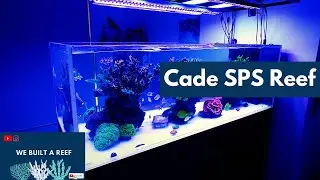 REEF TANK PERTH AUSTRALIA Cade 1800 peninsula SPS DOMINANT