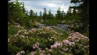 Forest Ambience Spring Mountain Laurel Breeze and Birds Singing