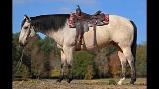 Captain-AQHA Buckskin Gelding Reining & Ranch Training!