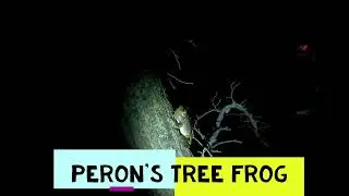 Peron's Tree Frog Call - Litoria Peronii