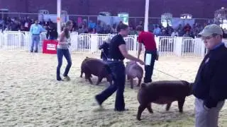 World Pork Expo - Junior National Show