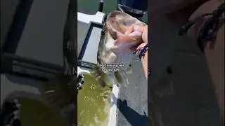 20 pound bass is wild!😭