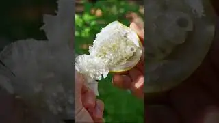 Satisfying Fruit Picking Moments | From Tree to Hand