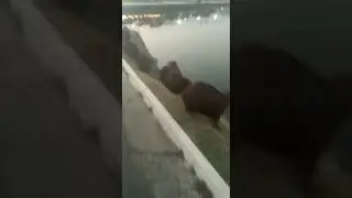 capivara @ cuiaba
