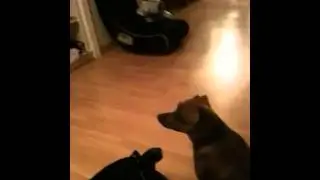 Dogs can see things that humans can't