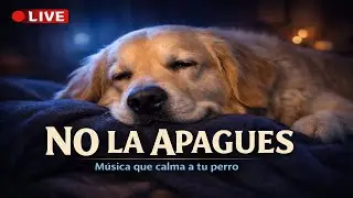 Tu Perro Se Relajará con Esta Música en Directo (No la Apagues)