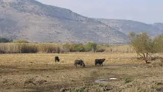 Israel Nature and Parks Authority | Wikipedia audio article