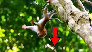Oh God! Baby Leo falls from a tall tree 50m, Looking pitiful