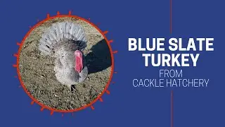 Blue Slate Turkey Breed (Breeder Flock) | Cackle Hatchery