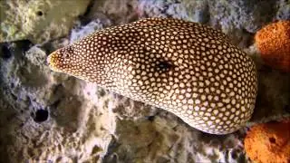 Hook, Line and Sinker- Episode 1- Season 1- The Stolen Stone