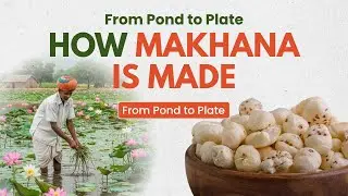 How Makhana (Foxnuts) is Made in India| Makhana Production Process