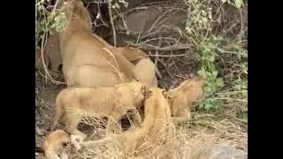 LIONESS DOESN'T WANT CUBS TO SUCKLE