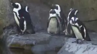 Kang vbc  says African penguin at the Vancouver  aquarium