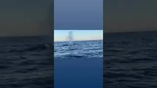 Avvistamento balene a Capo Sant'Andrea, isola d'Elba