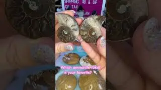 Which Ammonite fossil is your favorite? #shells #seashells #crystals #crystalshops #crystalshop